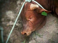 牛は殺されるのが怖くて泣くんだって これを見ても肉食べたい 地球の生き Yahoo 知恵袋