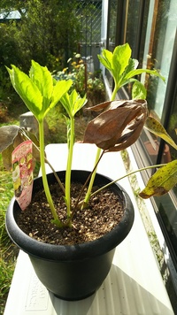 クリスマスローズの新芽が伸びてきました 古い葉は そのままにしてきたのですが Yahoo 知恵袋