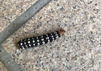 この幼虫について教えてください 先ほど 玄関を出たところで這っておりました 庭が 教えて 住まいの先生 Yahoo 不動産