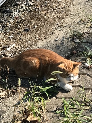 近くに住む野良猫なんですが模様が凄くカッコいい雄猫です親は雑種だ雑 Yahoo 知恵袋