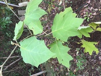 茄子の根元から とげの生えたナス が生えてきました 何か別の植物 Yahoo 知恵袋