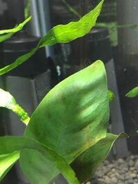 ミナミヌマエビが藻 アオミドロ を食べてくれません 野外のビオトープにミナ Yahoo 知恵袋