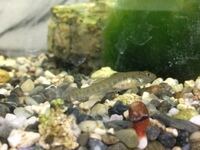 このヨシノボリの種類を教えてください あと 飼育方法と繁殖方法も教 Yahoo 知恵袋
