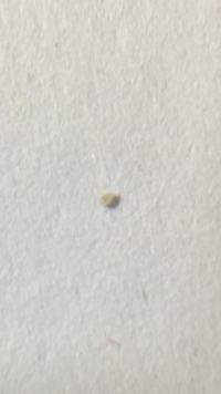 白い小虫が大量発生しました 塩のつぶのような とても小さな虫です 初 Yahoo 知恵袋