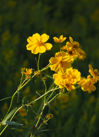 花の名前を教えてください 花びらはキバナコスモスに似て 葉はオオキンケイギク Yahoo 知恵袋