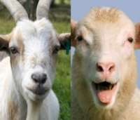 羊とヤギの鳴き声の違いってなんですか 文字で現すと 羊が ベ ヤ Yahoo 知恵袋