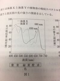 植物の光の吸収スペクトルの問題なんですが 海藻xとyはそれぞ Yahoo 知恵袋