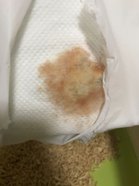 生後5ヶ月の雄猫を飼っています。 - 尿の色が濃い気がするのですがこれ 