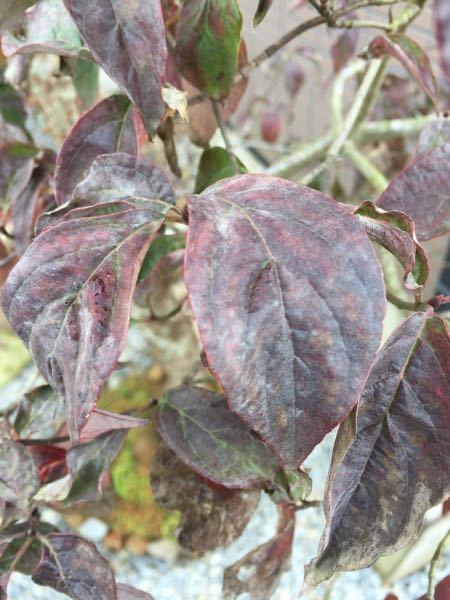 ハナミズキの花が咲かなくなりました 紅葉の時期も写真の様に枯 Yahoo 知恵袋