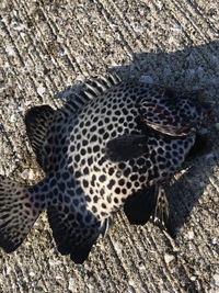 クロと白のシマシマの魚が釣れたのですがシマダイですよね 友達が近くにいる Yahoo 知恵袋