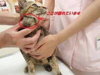 猫のしこりについてです こんにちは 猫の右の首あたり ちょうど顎の右下く Yahoo 知恵袋