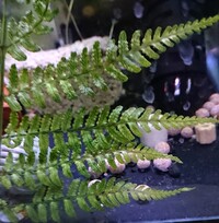 ミナミヌマエビの足場用に入っていた植物についての質問です 袋詰めのミナミヌマ Yahoo 知恵袋