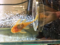 痩せすぎですか ゴールデンブルーアイブッシープレコです 完全 Yahoo 知恵袋