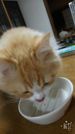 生後4ヶ月のマンチカンが体重2キロになり猛成長しています 食べおきが出来 Yahoo 知恵袋