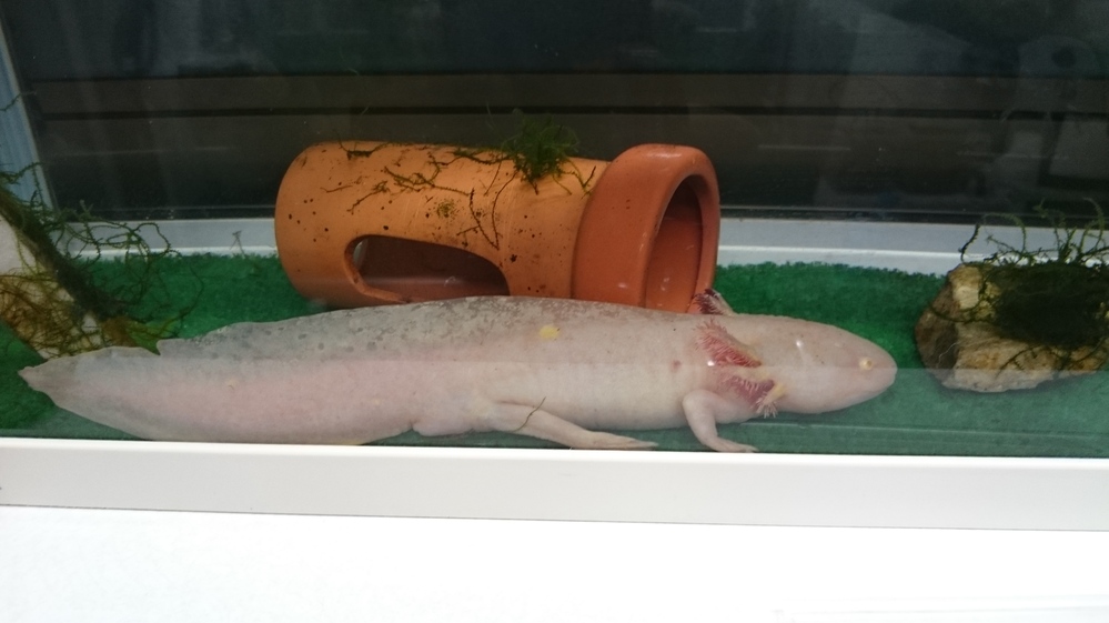 ウーパールーパー 寿命