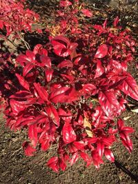 このピカピカの赤い葉っぱの植物の名前を教えて下さい オタフクナンテンだ Yahoo 知恵袋