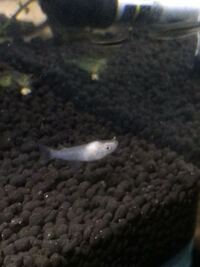 メダカの頭に白いこぶのようなものが出来ています このところ 室内 Yahoo 知恵袋