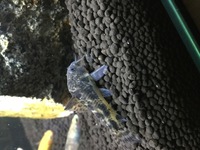 このコリドラスは常温飼育水温15度で飼育できますか 18度前後でギリ Yahoo 知恵袋