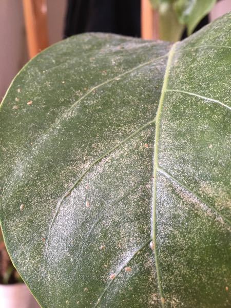 観葉植物 葉っぱ 白い