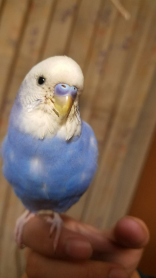 うちで飼ってるセキセイインコなのですが これは疥癬症 と呼ばれる病 Yahoo 知恵袋