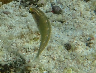 この魚は何という魚でしょうか 沖縄の浅瀬にいました だいぶ小さいよ Yahoo 知恵袋