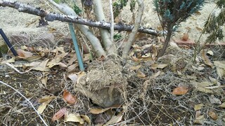 庭のオリーブの木が強風でたおれました 昨年10月頃 どうしていいか Yahoo 知恵袋