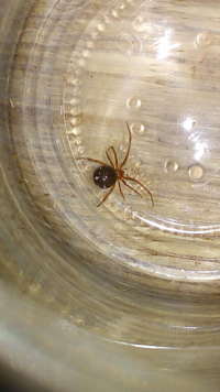 家の中に蜘蛛 赤茶色で足がやや長くスレンダーな蜘蛛です 害 Yahoo 知恵袋