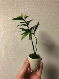 観葉植物の なぎ という木ですが成長の途中から葉っぱがデカくなったり葉っぱがく Yahoo 知恵袋