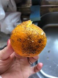 収穫後3ヶ月経ってしまった柚子の使い道 祖父の家でもう古いから捨て Yahoo 知恵袋