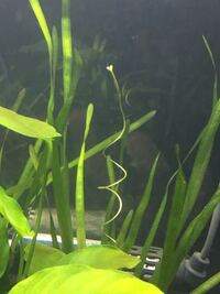 バリスネリアから伸びてたものなんですが これって花ですか また 珍しいもので Yahoo 知恵袋