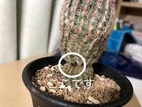 サボテンに黒くなっている トゲも 部分があります 黒くなっている部分を触って Yahoo 知恵袋