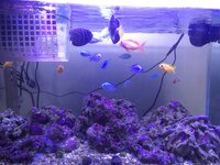 画像にいる青い魚と黄色い魚の種類を教えてください また 水槽の石は Yahoo 知恵袋