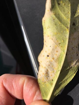 すす病のレモンの葉に黄色の斑点があります プランター栽培で種から育ちま Yahoo 知恵袋