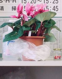 花が少し枯れてきたので 鉢植えに栄養剤 を挿しているのですが この Yahoo 知恵袋