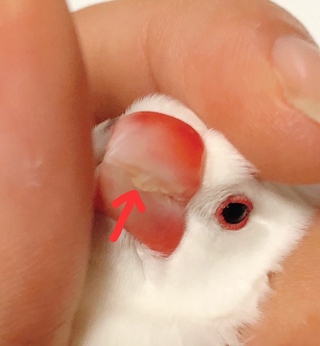 飼っている文鳥の嘴が片側変形 しているのですが これはニッパー Yahoo 知恵袋