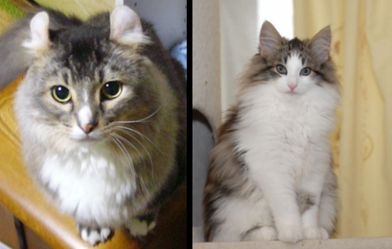 猫が変な声を出すのですが我が家でアメリカンカールの猫を飼って 