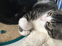 動物が嫌いな人は冷たい人ですか 動物が嫌いな人は 人間の子供も育てられ Yahoo 知恵袋