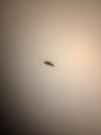 シーリングライトのカバーの中に昨日からいます。この虫はなんというのか教えてください。また駆除対象ですか？なにか影響を与えますか？ 