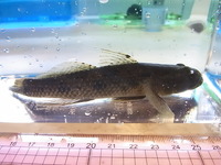 河口で釣ったハゼを生きたまま持ち帰りました水槽で飼いたいのですが 水質は海水 Yahoo 知恵袋