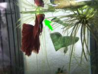 ベタの顔の部分に白いできもののようなものができています これは何でしょうか Yahoo 知恵袋