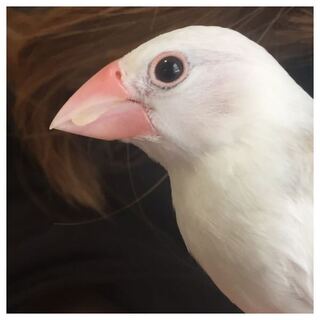 もうすぐ生後4ヶ月になる白文鳥のくちばしの変形についてお聞きします 上 Yahoo 知恵袋