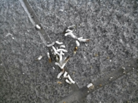 毎日 玄関をあけると白い小さな糞 のようなものがいくつもあります 教えて 住まいの先生 Yahoo 不動産