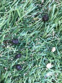 家の庭に黒くて丸い糞のようなものが 落ちてました 何の糞かわかる方いらっ Yahoo 知恵袋