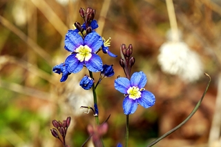 ベロニカの種類だけど 詳しい花名は何というのでしょうか 花径1 5 Yahoo 知恵袋
