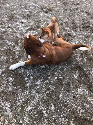 ドッグランに行ったら柴犬は大型犬と小型犬どちらののコーナーに入ればいいのです Yahoo 知恵袋