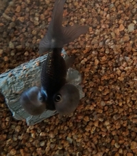 我が家の黒水泡眼なんですが片側の目の周りが白く濁ってしまいました 金魚に詳し Yahoo 知恵袋