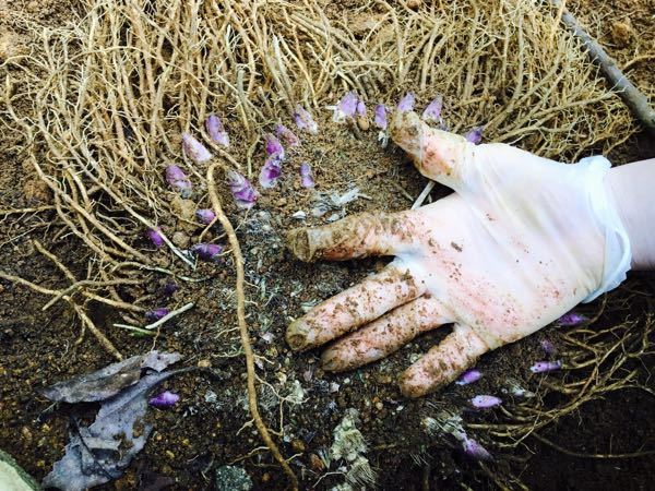 観葉植物 新芽と紫色の花 土から、紫の新芽？が出ているのですが、なんの植物かわかる方はいます