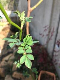 バラの花を買い 帰って茎をコンロで焦がしました すると 結構なスピードで萎れか Yahoo 知恵袋