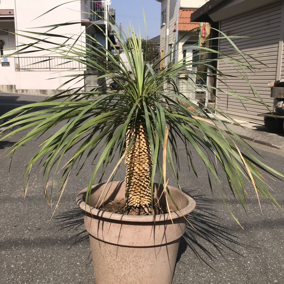 ユッカロストラータ★苗から育てました★小さいけど2株なんです★レア ユッカ•ロストラータの苗を買ってきて、10年くらい育てて、あまり気