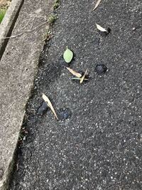 ペットの誤飲 犬が床に落としてしまった消しゴムを食べてしまったようです 病 Yahoo 知恵袋